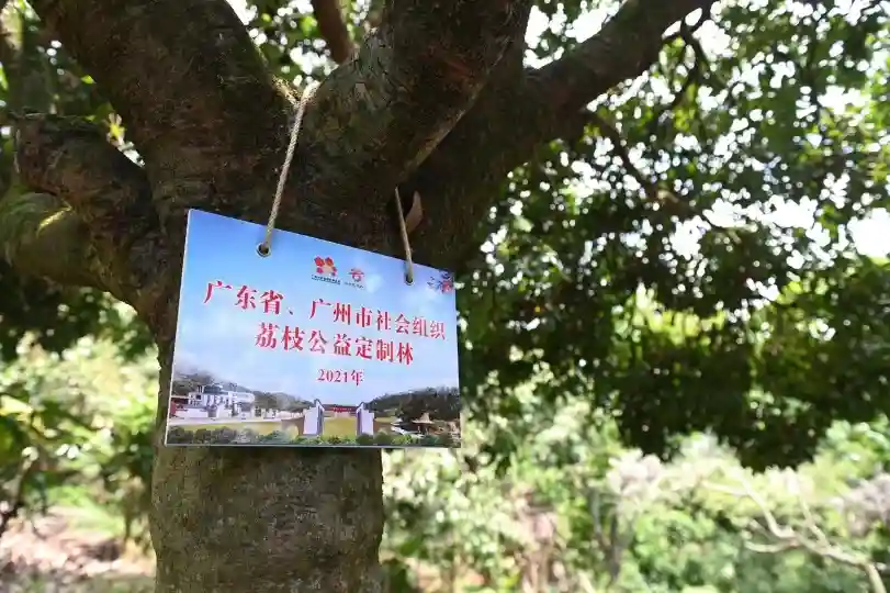 社会组织爱心接“荔”，从化荔枝公益定制活动启动